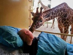 54岁的癌症病人马里奥来参观动物园，长颈鹿在舔他。